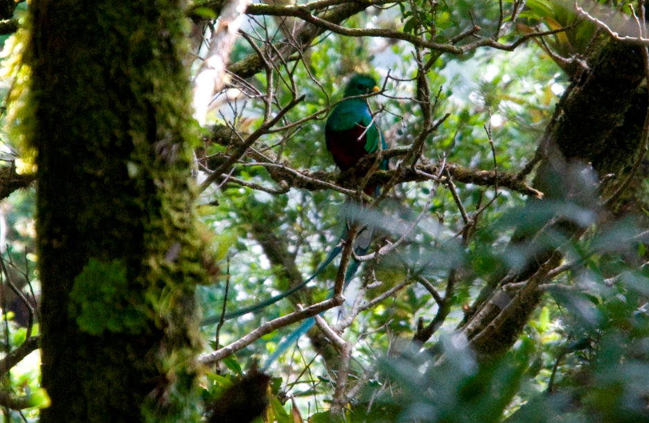 Sendero Los Quetzales, Near Boquete, Panama
